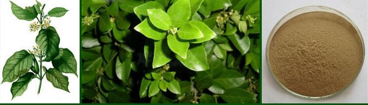 Minami Healthy Foods Cải thiện bài tiết insulin, ức chế các phản ứng ngọt