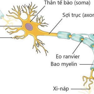 thần kinh ngoại biên